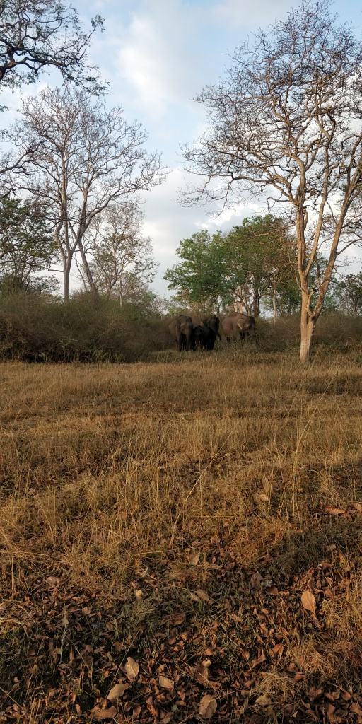 Elephants @ Bandipur